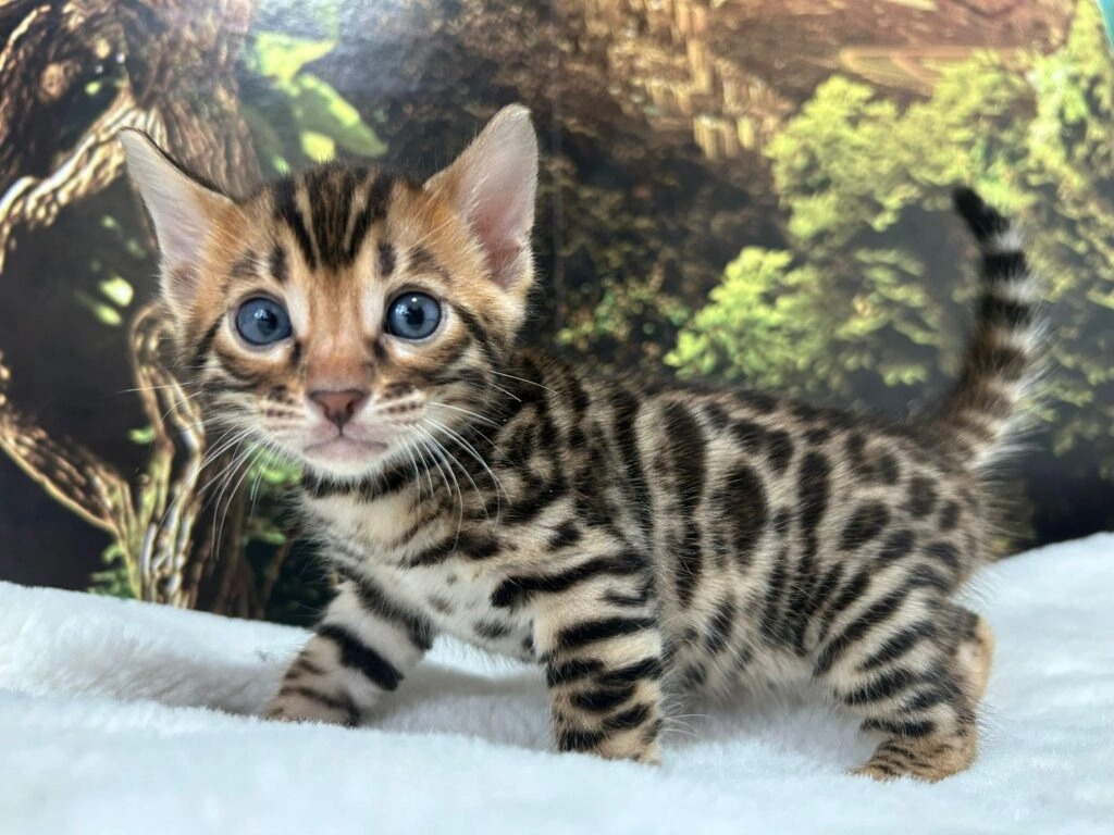 Bengal cat 1