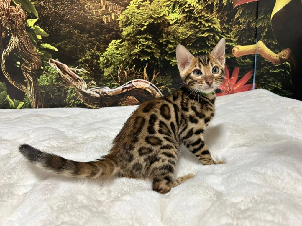 Bengal cat 10