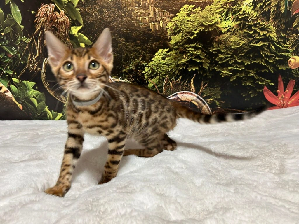 Bengal cat 11