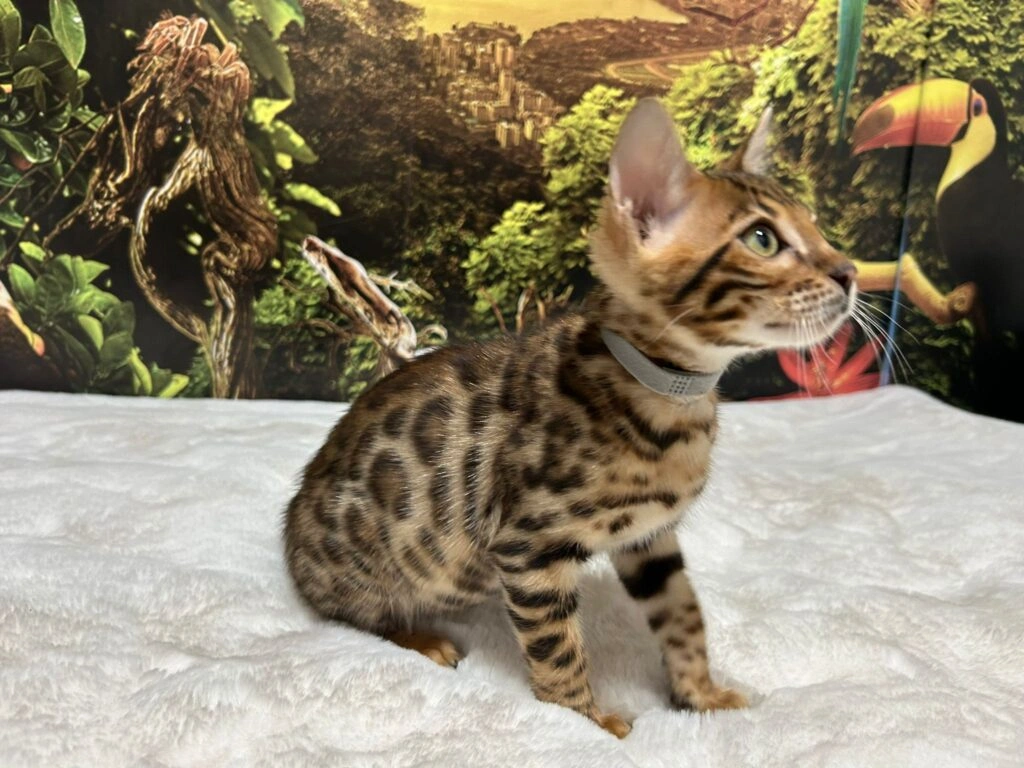 Bengal cat 12
