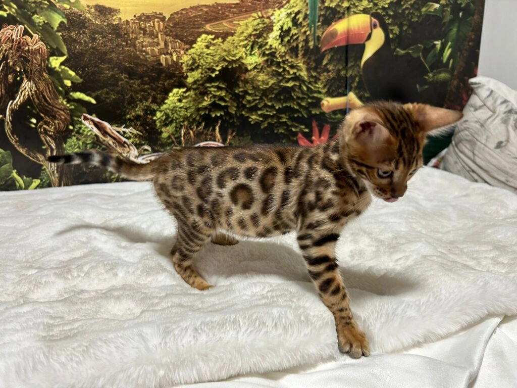 Bengal cat 13
