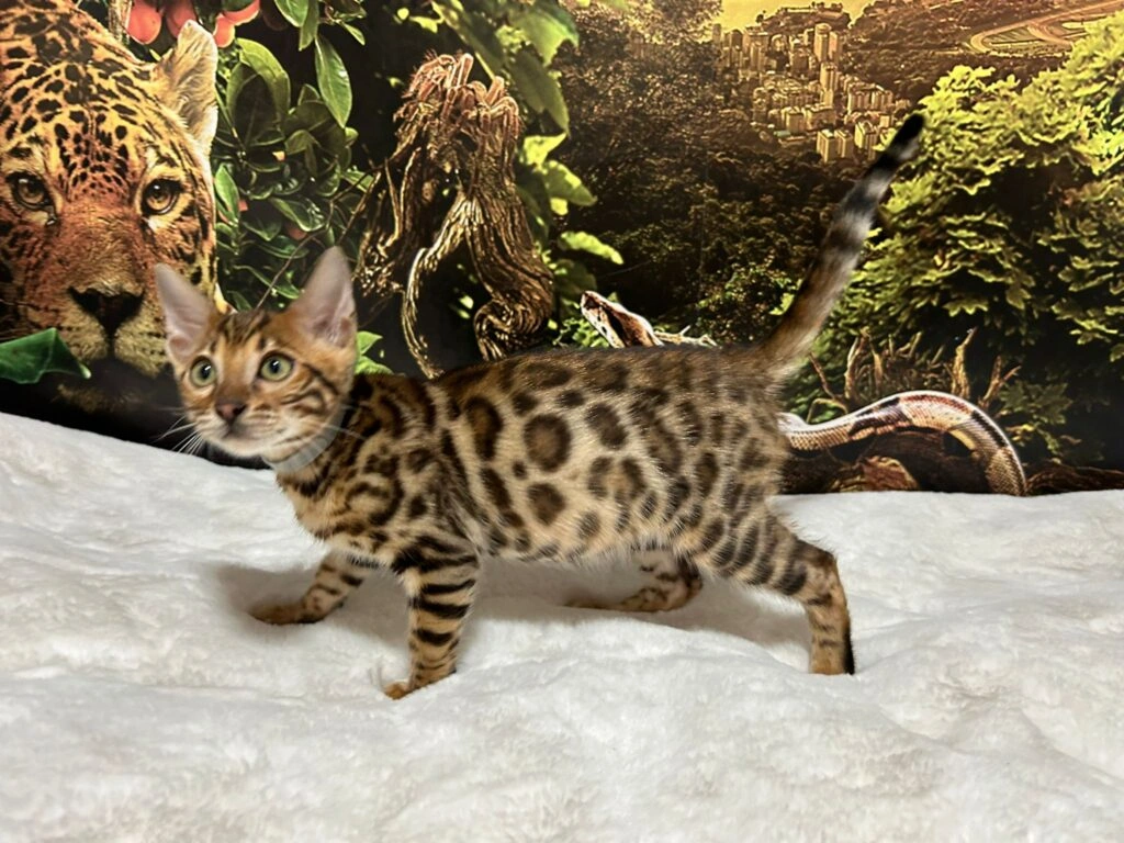 Bengal cat 14