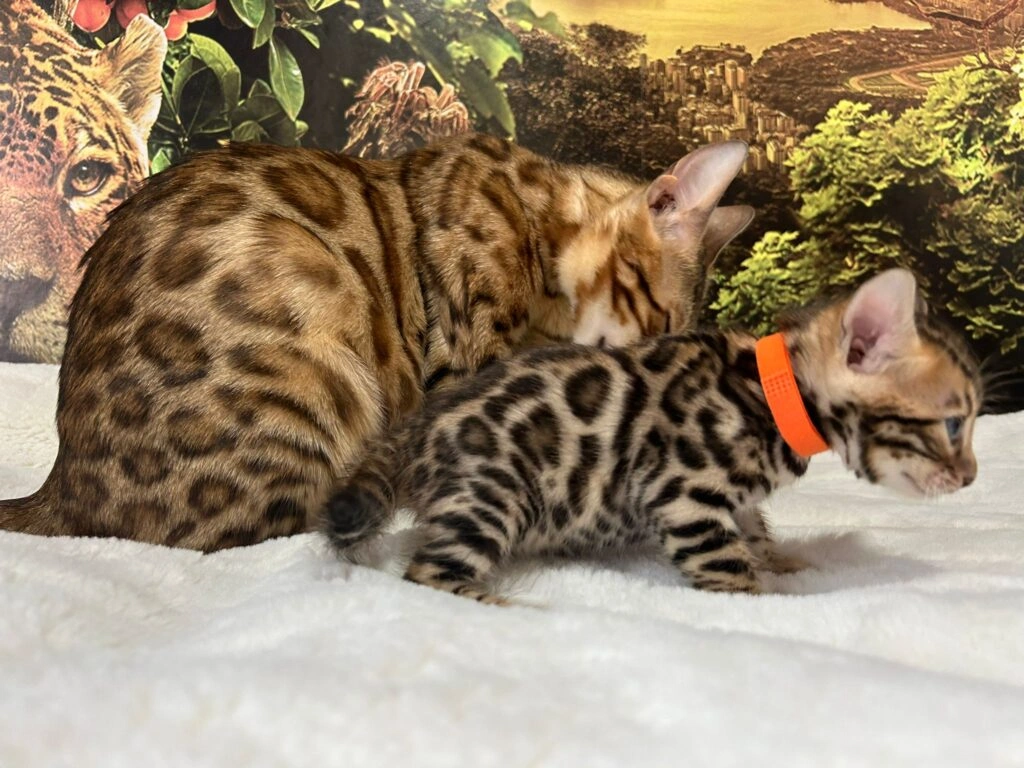 Bengal cat 2
