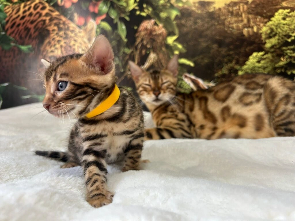 Bengal cat 3