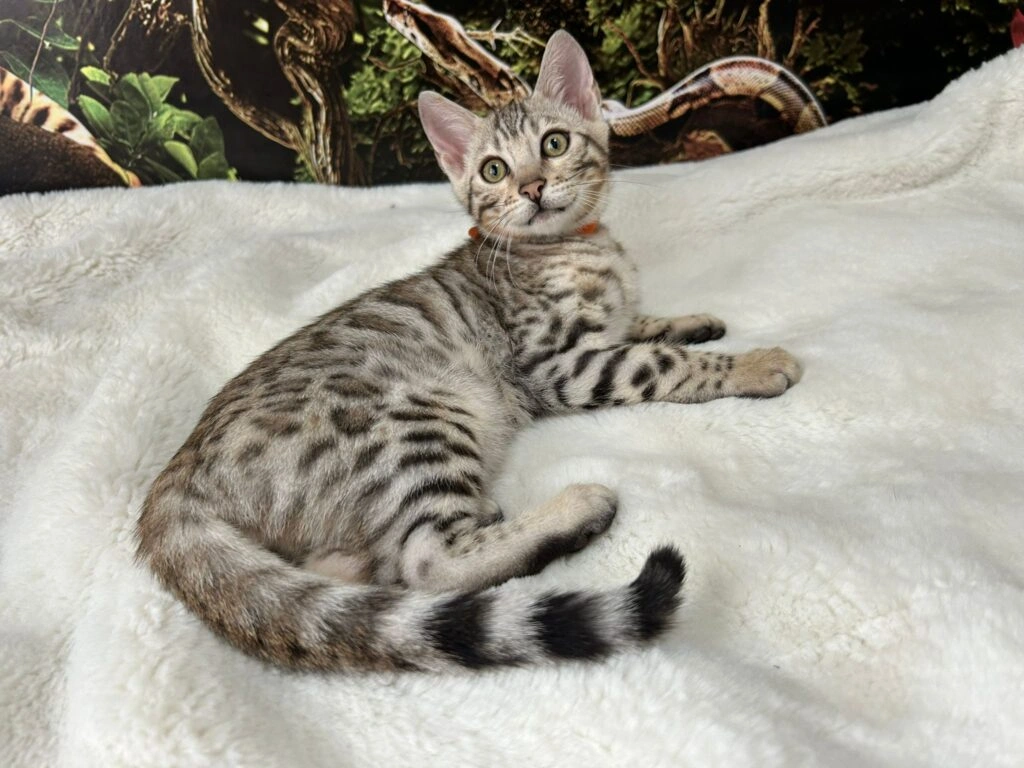 Bengal cat 4