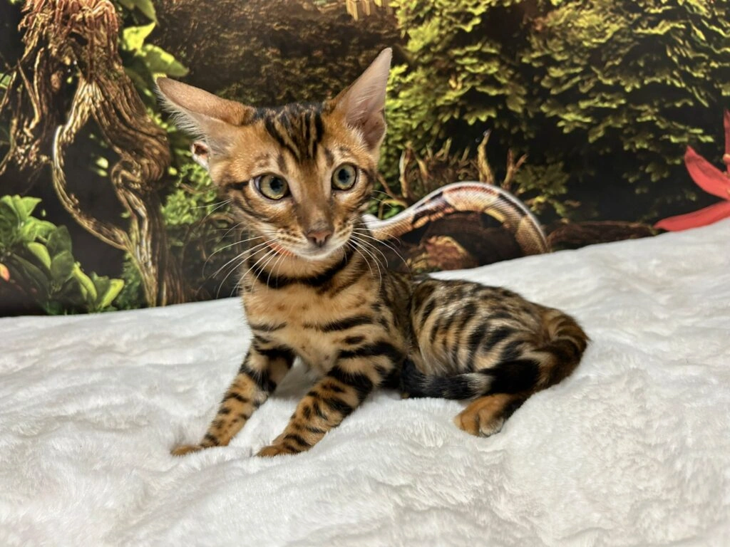 Bengal cat 5