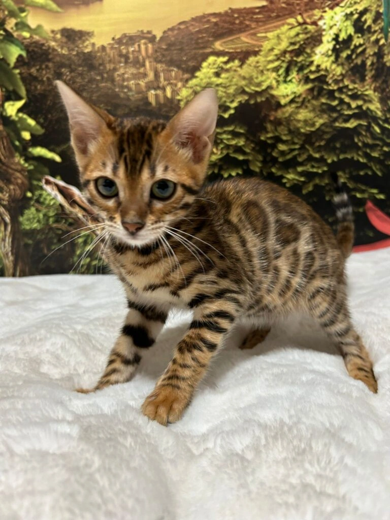 Bengal cat 6