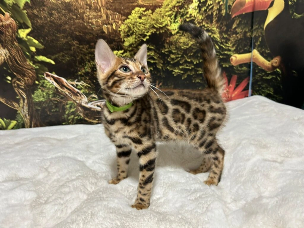 Bengal cat 7