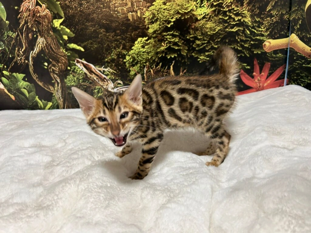 Bengal cat 8