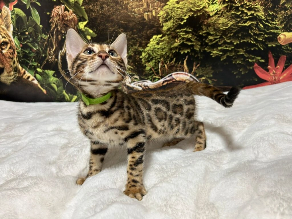 Bengal cat 9