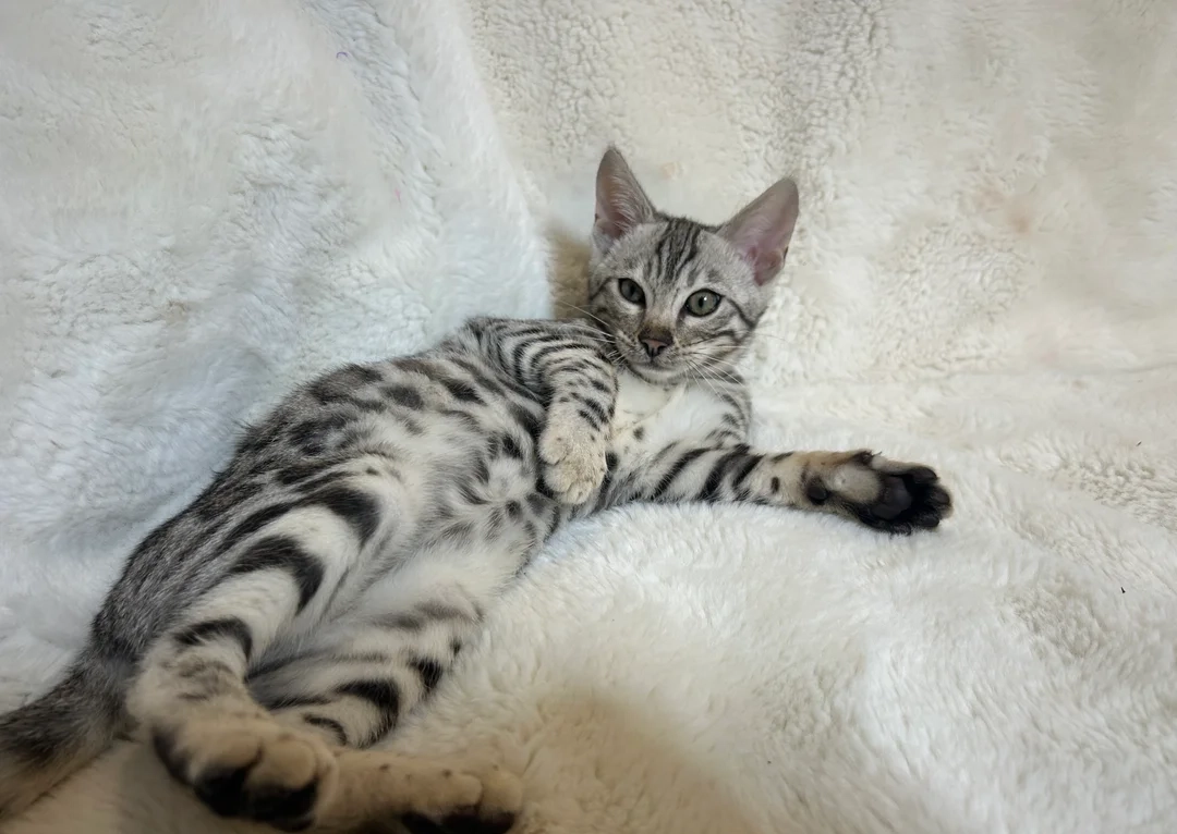 Candy — Bengal kitten
