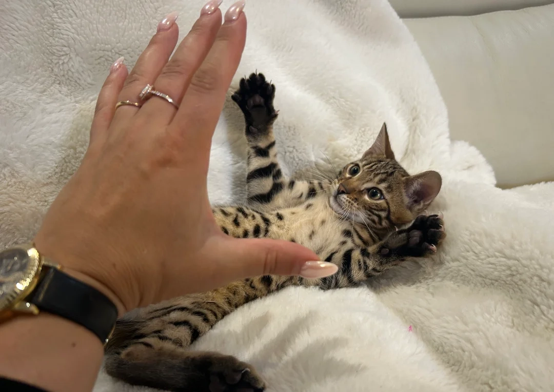 Cosmo — Bengal kitten