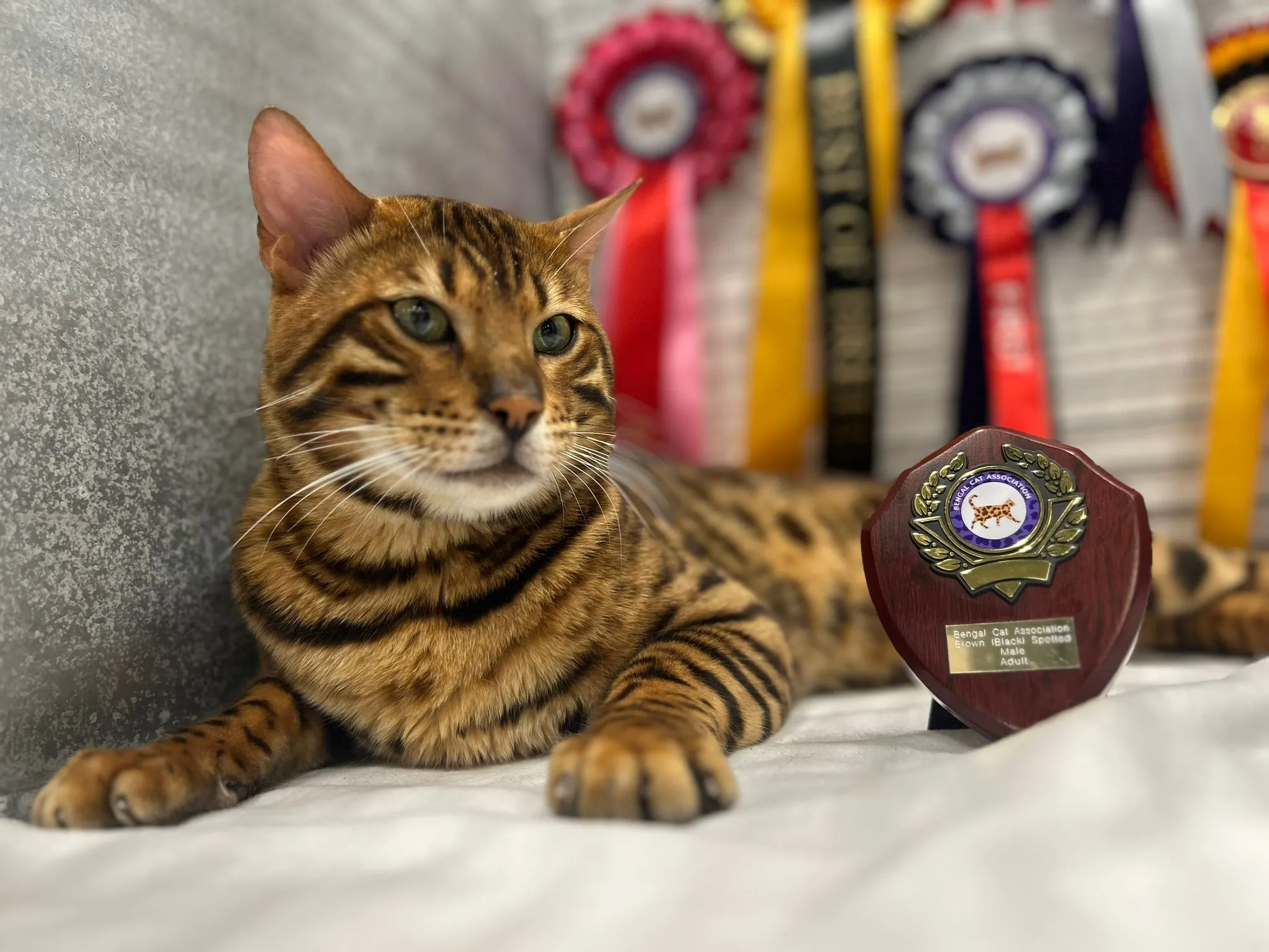 Award gallery image 2