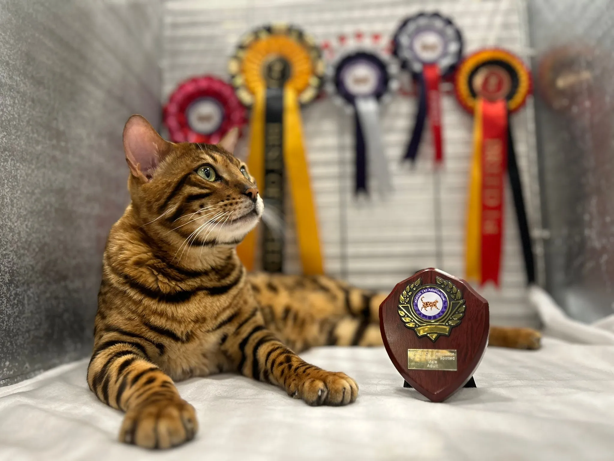 Award gallery image 3
