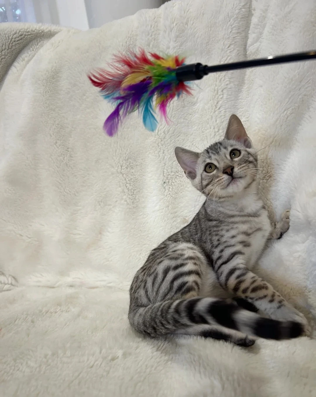 Charlie — Bengal kitten