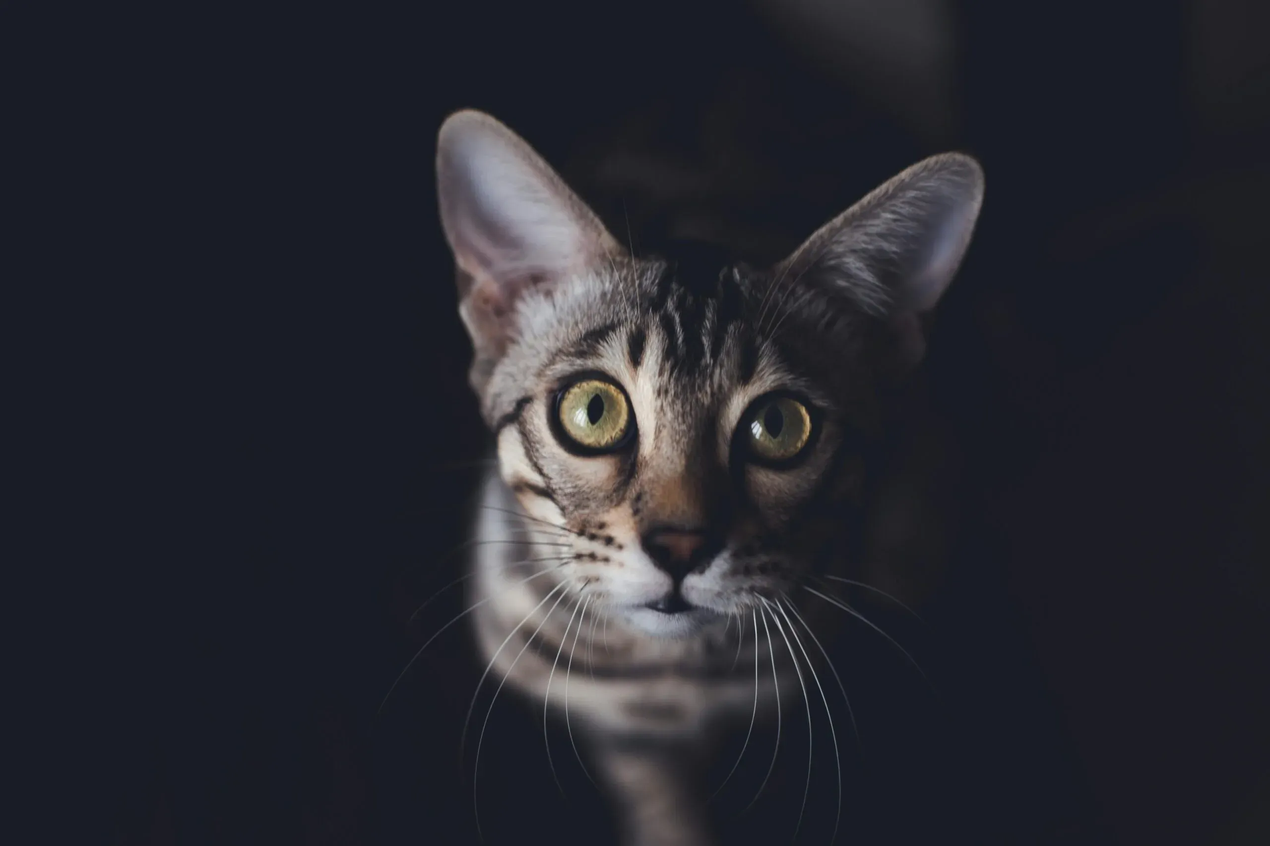 Luxury Bengal cat