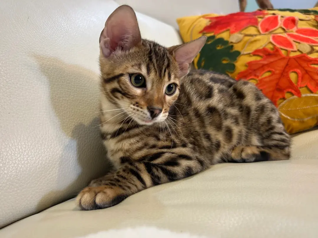 Chester — Bengal kitten