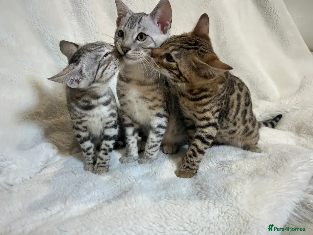 Our Kittens